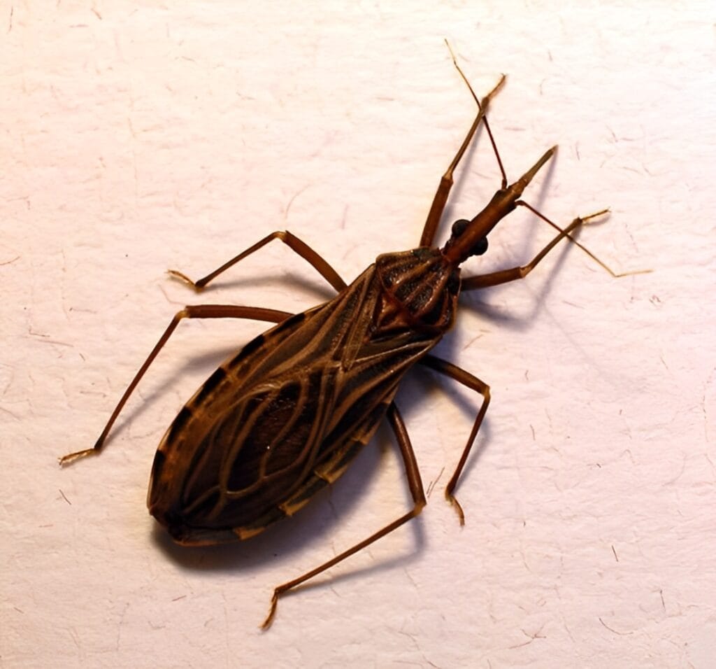 1da9977b24e3f74803912f0f337e9b2d-1-1024x956 Doença de Chagas: Resumo Sobre a Doença