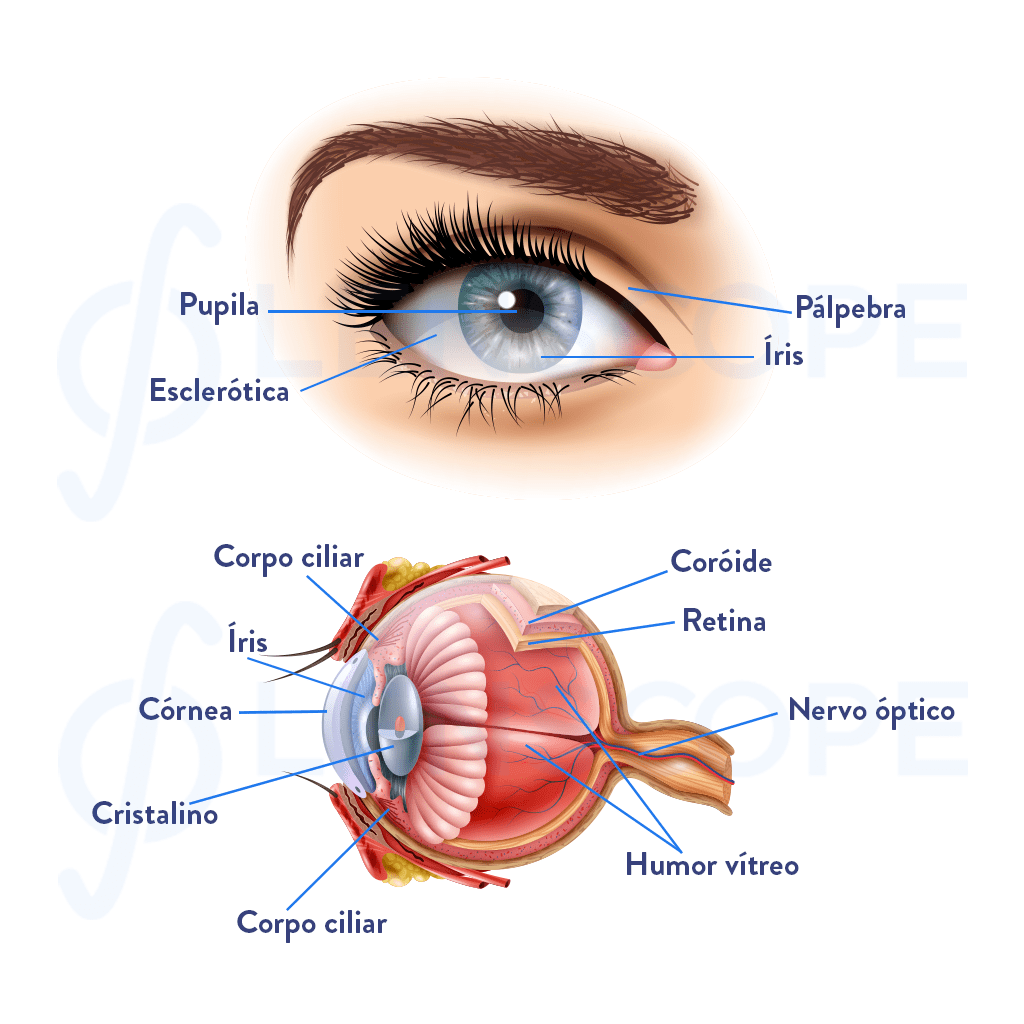 230125-Estrutura-Ocular Íris do Olho: Descubra o Que a Cor dos Seus Olhos Diz Sobre Você