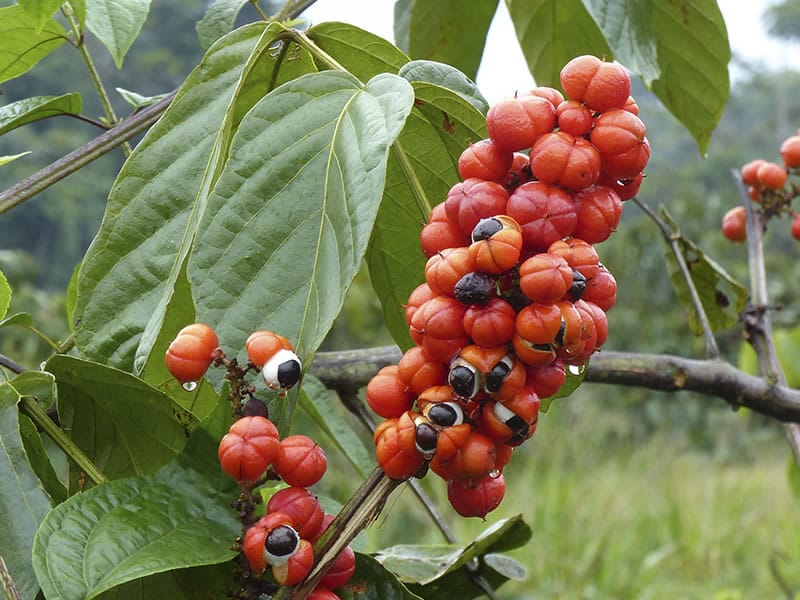 20210211_134512_guarana O Poder dos Adaptógenos: Ervas que Reduzem o Estresse e Aumentam a Energia