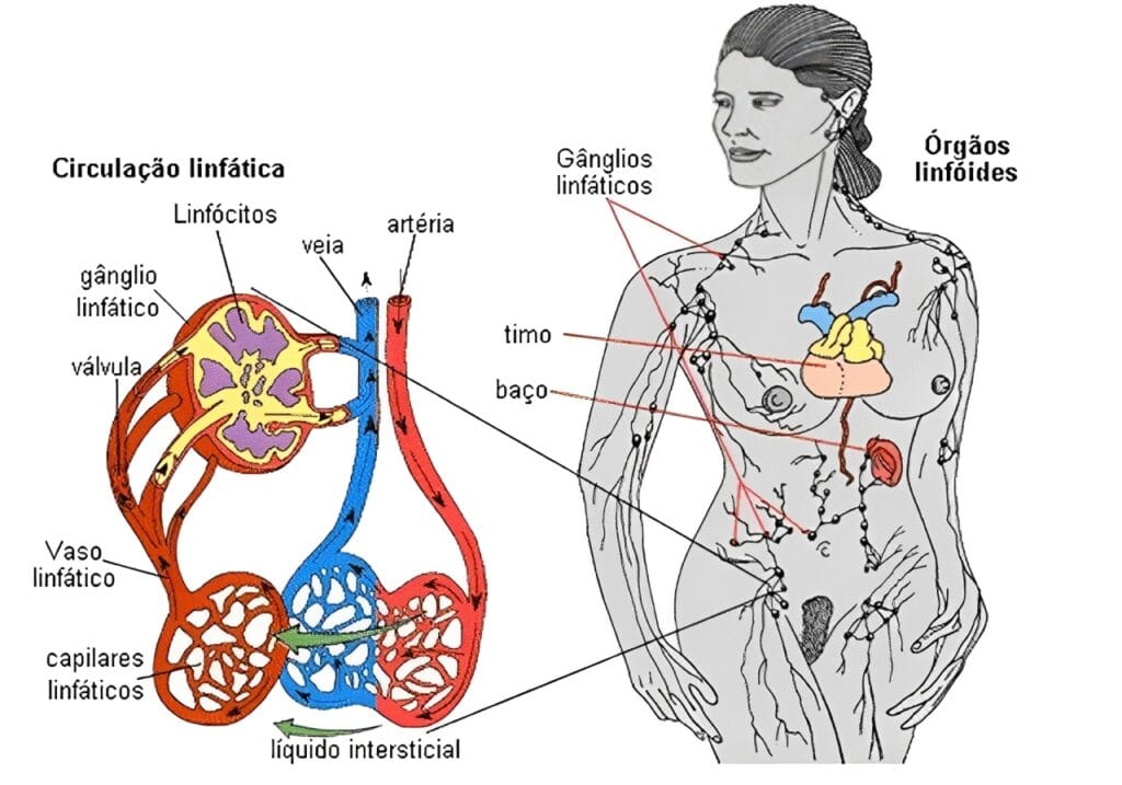componentes-sistema-linfatico-1024x717-1-1024x717 O Que é Linfedema: Causas, Sintomas e Tratamento