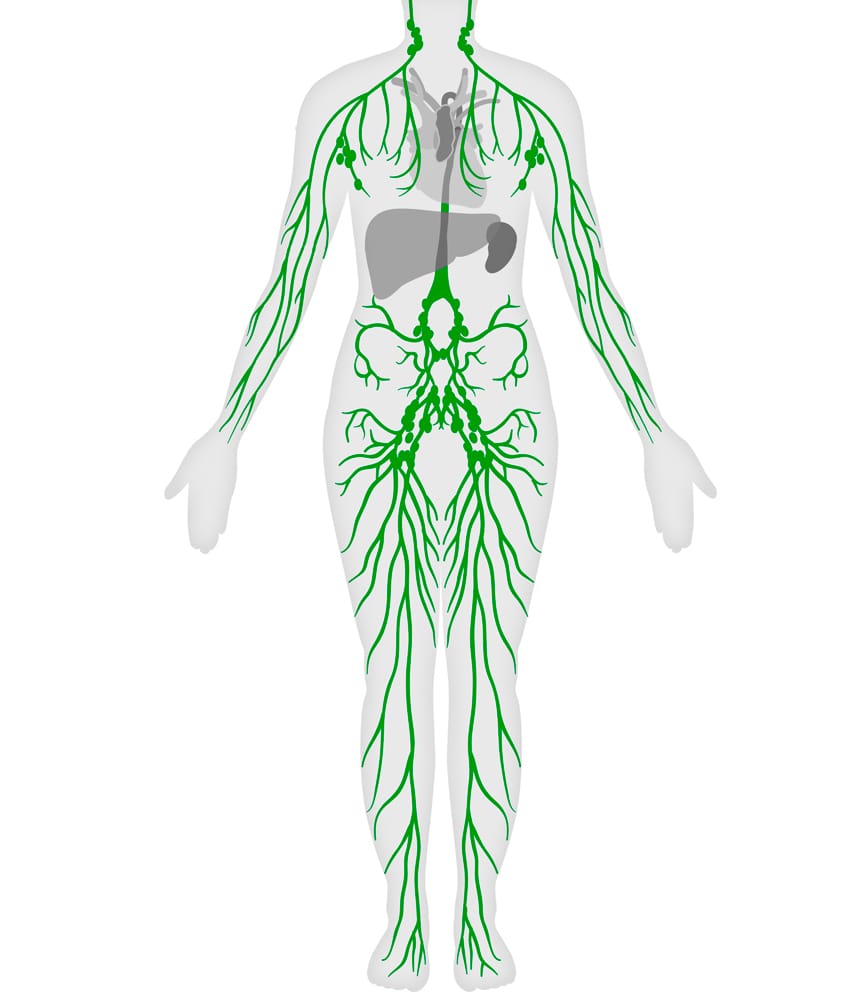 sistema-linfatico-infografico O Que é Linfedema: Causas, Sintomas e Tratamento